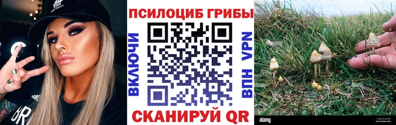 Псилоцибиновые грибы GOLDEN TEACHER  Купить закладки  Короча 